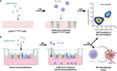 SARS-CoV-2 infection impairs NK cell functions via activation of the LLT1-CD161 axis